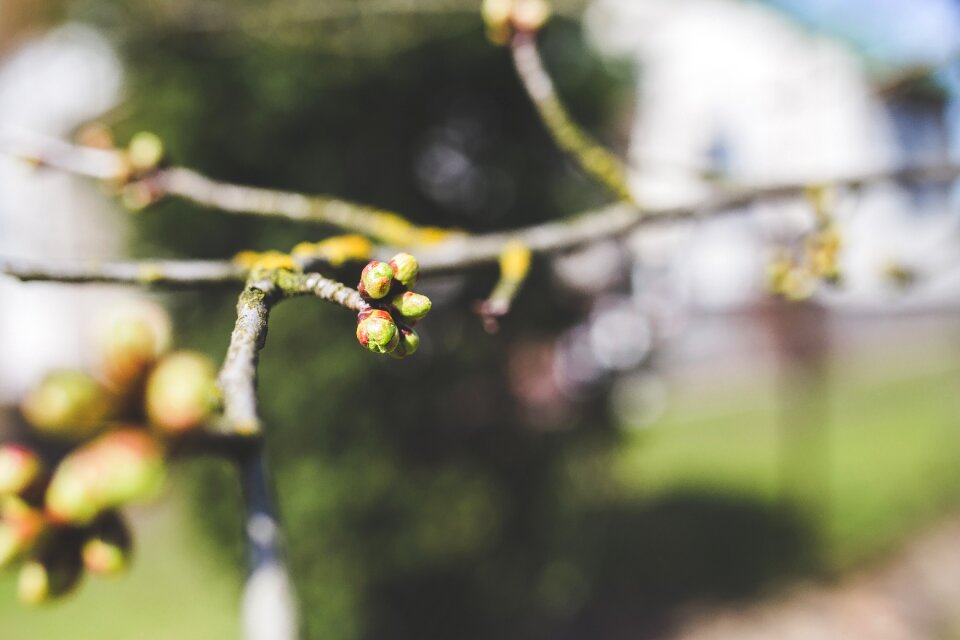 Cherry tree green