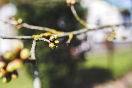 Cherry tree green