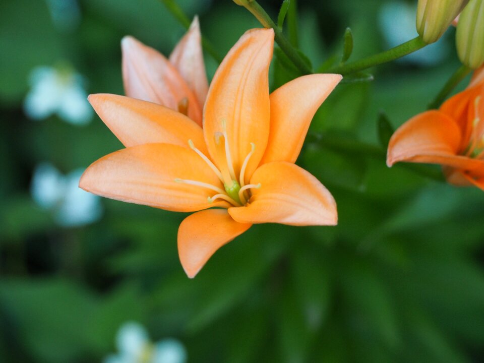 Lily flowers liliaceae