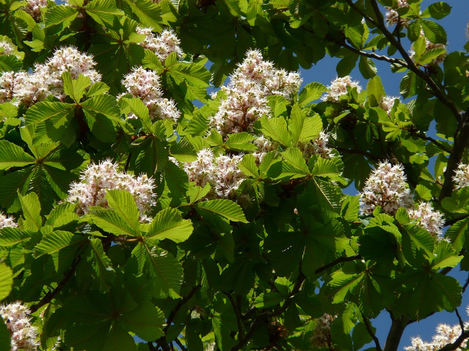 Inflorescence tree leaves