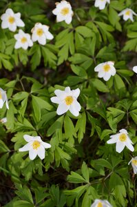 Spring spring plant plant