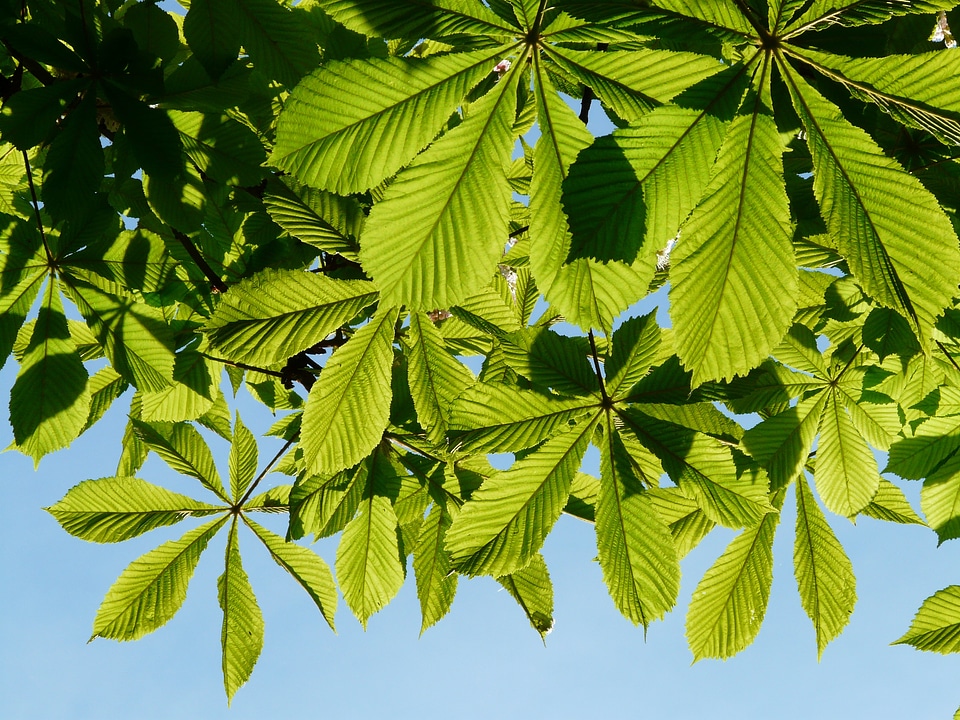 Tree foliage aesthetic