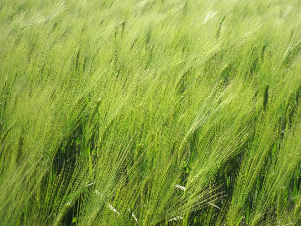 Immature awns field crops