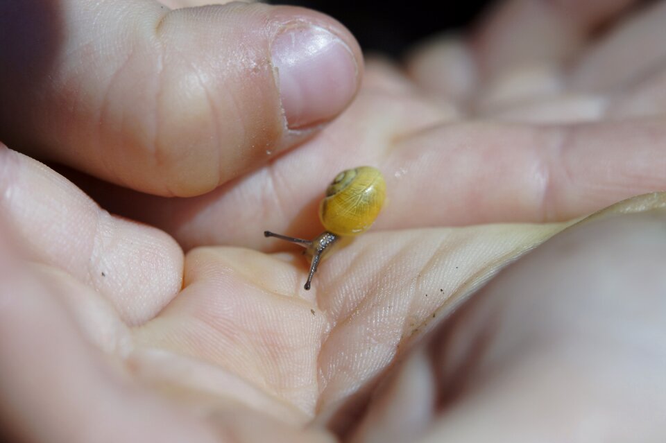 Shell slowly mollusk