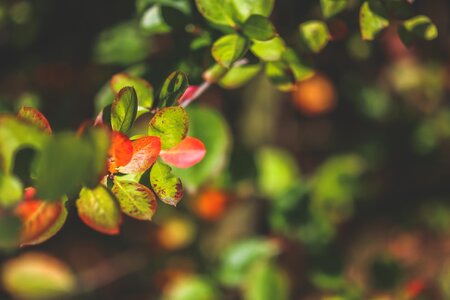 Nature close up