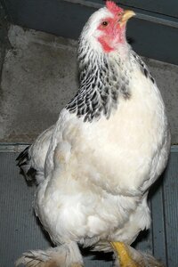 Bird gray farm gray chicken photo