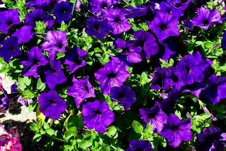 Petunia flowers violet photo