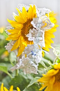 White yellow flower photo