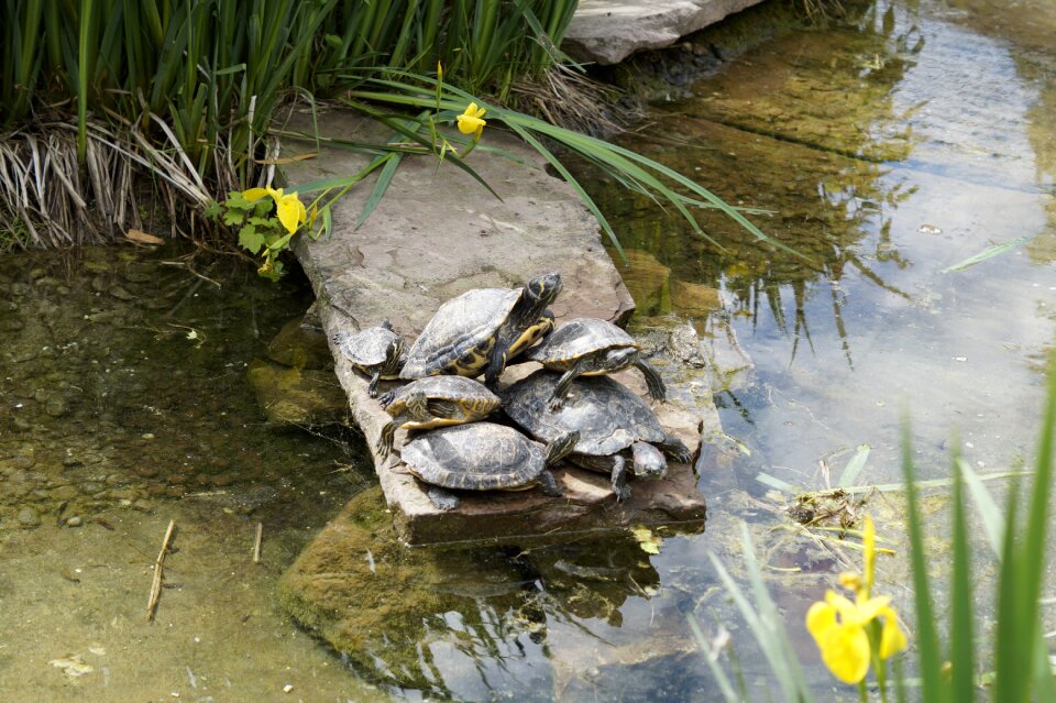 Tortoise shell drawing water
