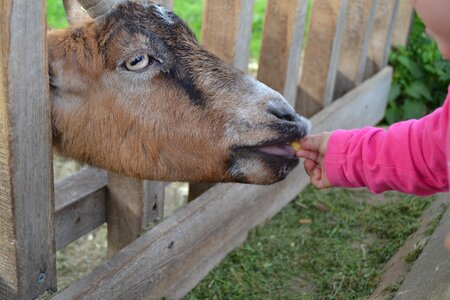 Pet goat goat head photo