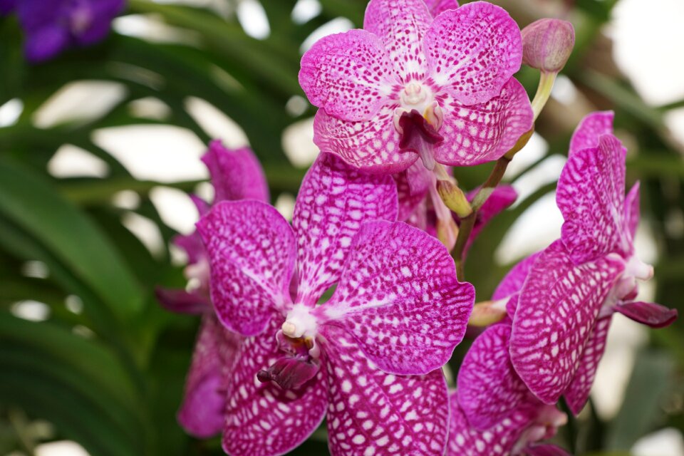 Blossom bloom plant