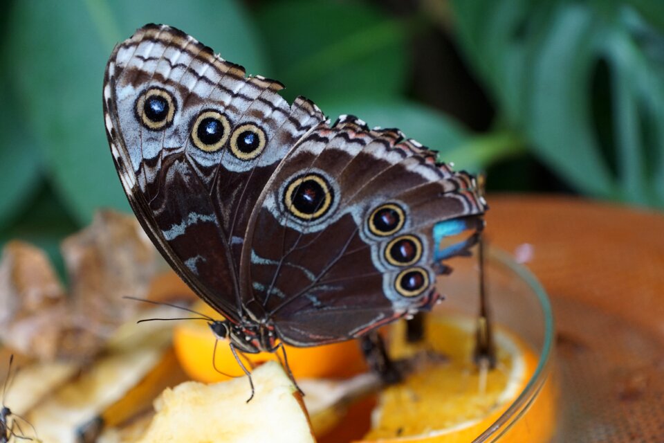 Butterfly insect close up