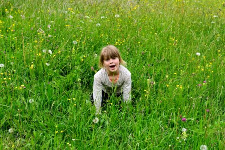 Meadow grass nature