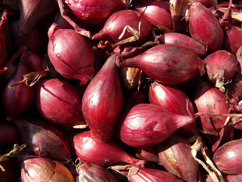 Noble onion onion sharp