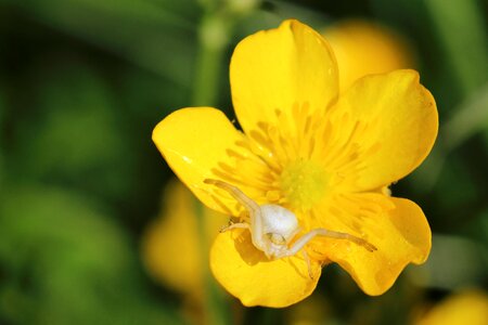 Buttercup yellow macro photo