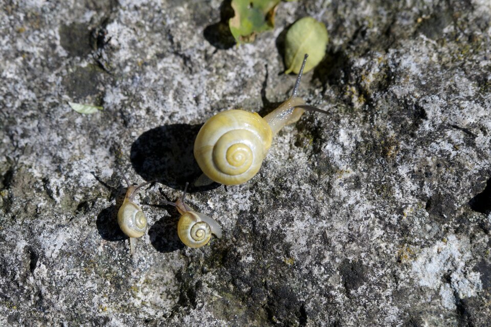 Steinig yellow shell