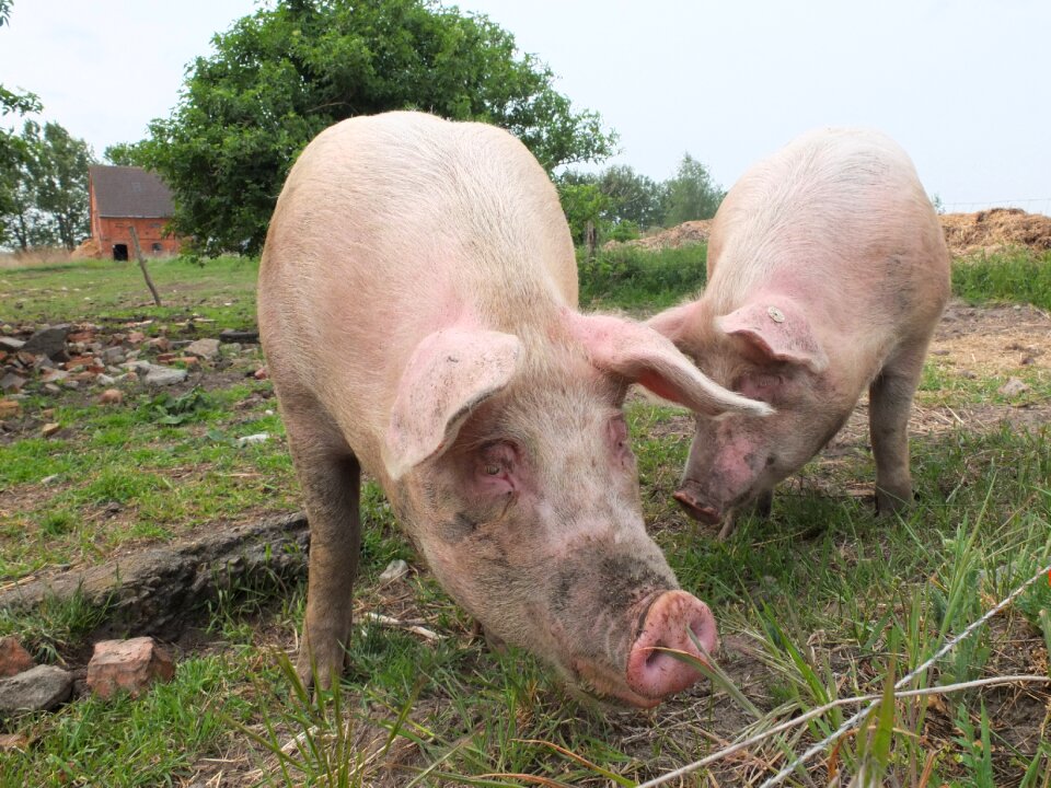 Domestic pig dirt sniffing