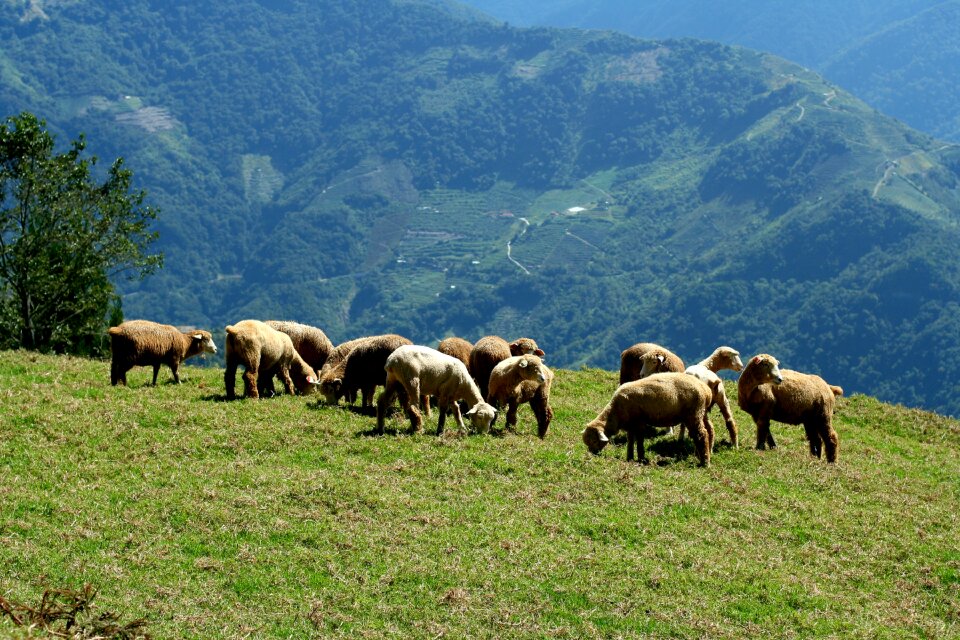 Mountain sheep landscape