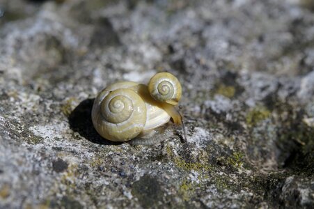 Shell reptiles mother and child photo