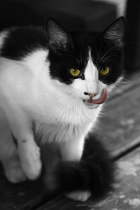 Cat face fauna kitten photo