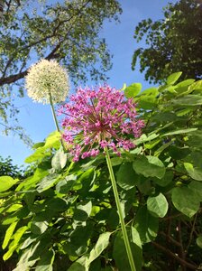 Plant nature garden