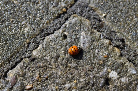 Insect nature red photo