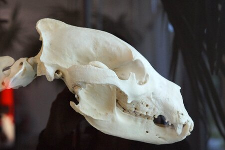 Brown bear foot skeleton