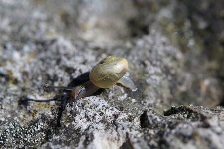 Yellow shell slowly