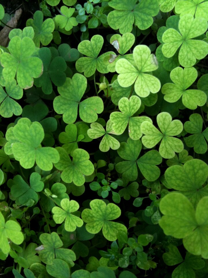 Nature plant garden