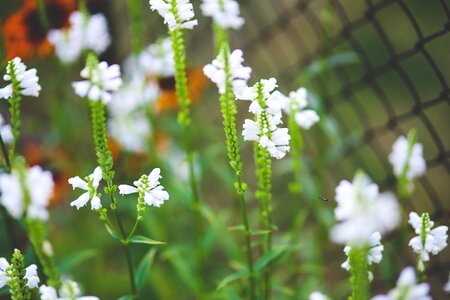 White green garden photo