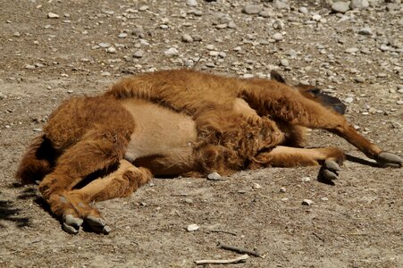 Concerns fur livestock