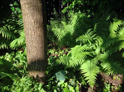 Plant tree bark