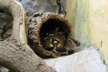Reptile zoo animal