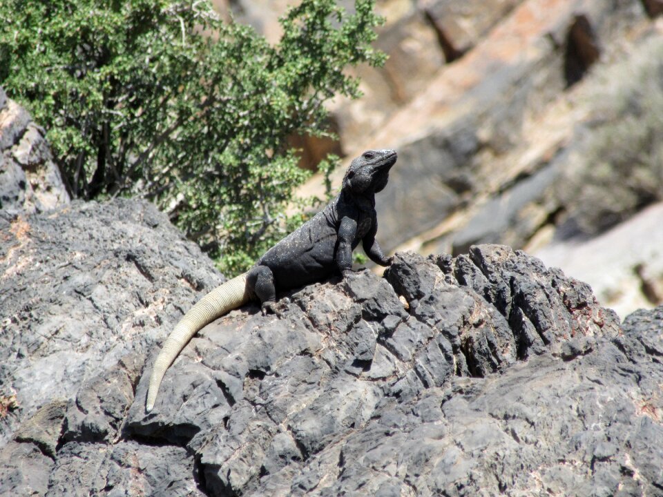 Usa creature reptile
