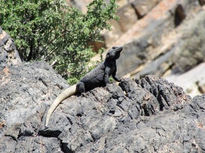 Usa creature reptile
