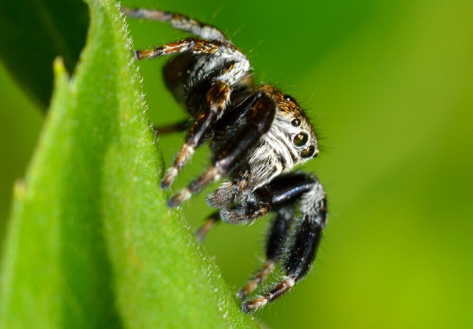 Salticidae spider jumper