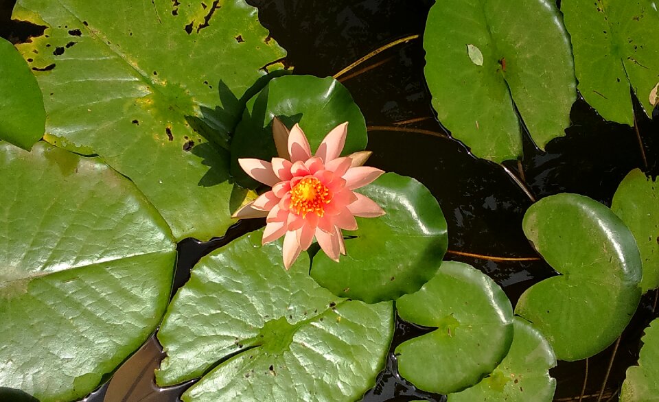 Peach glow flower nymphaeaceae