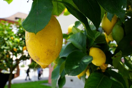 Sour fruit lemon tree photo