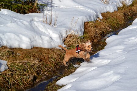 Animal dog nature