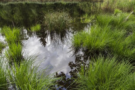 Nature conservation wetland nature reserve photo