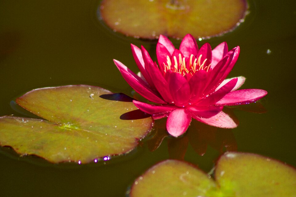 Purple nuphar lutea blossom