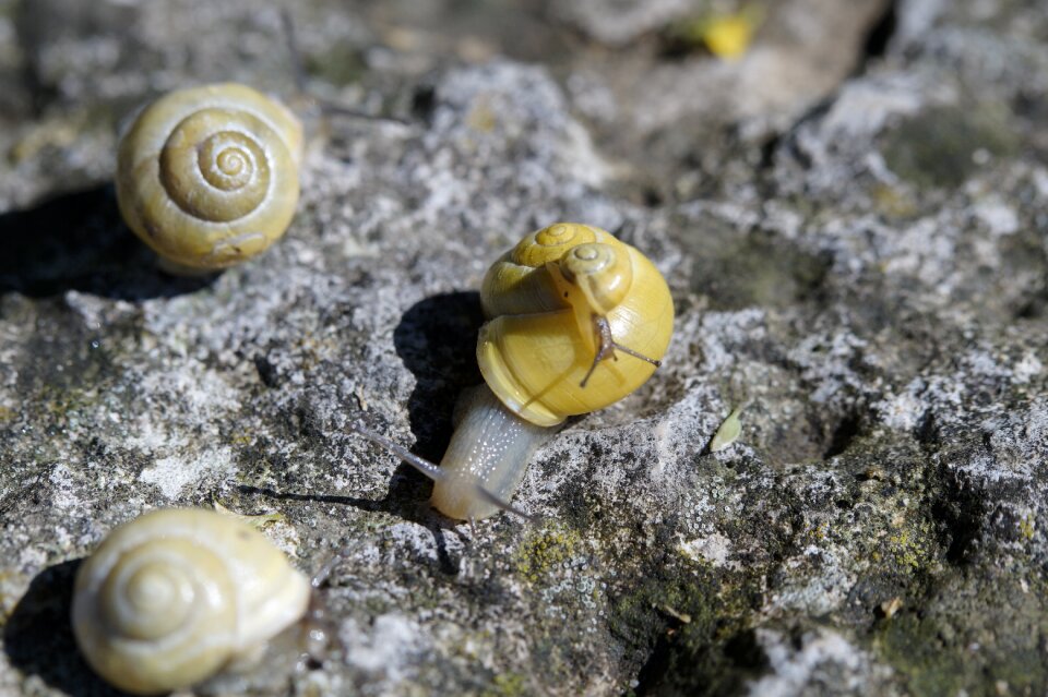 Yellow shell slowly