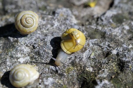 Yellow shell slowly
