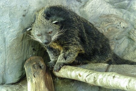 Creature bearcat endangered