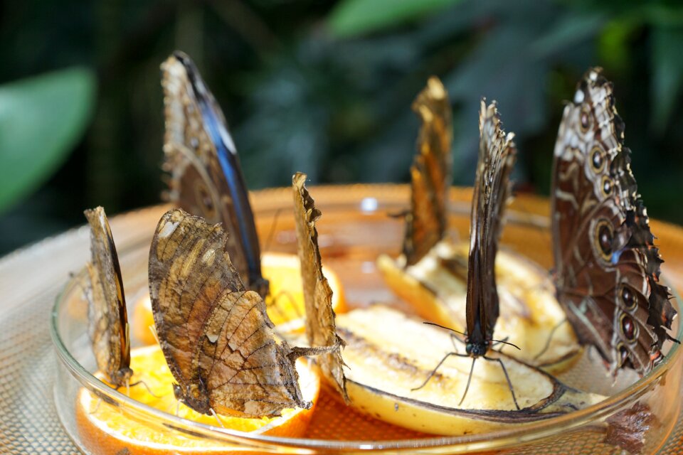 Nature insect wing