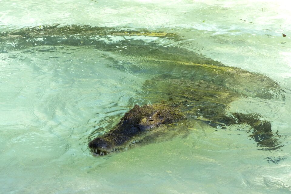 Water wildlife nature