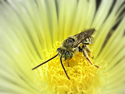 Animal yellow bug photo