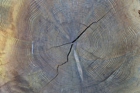 Tree tribe wood