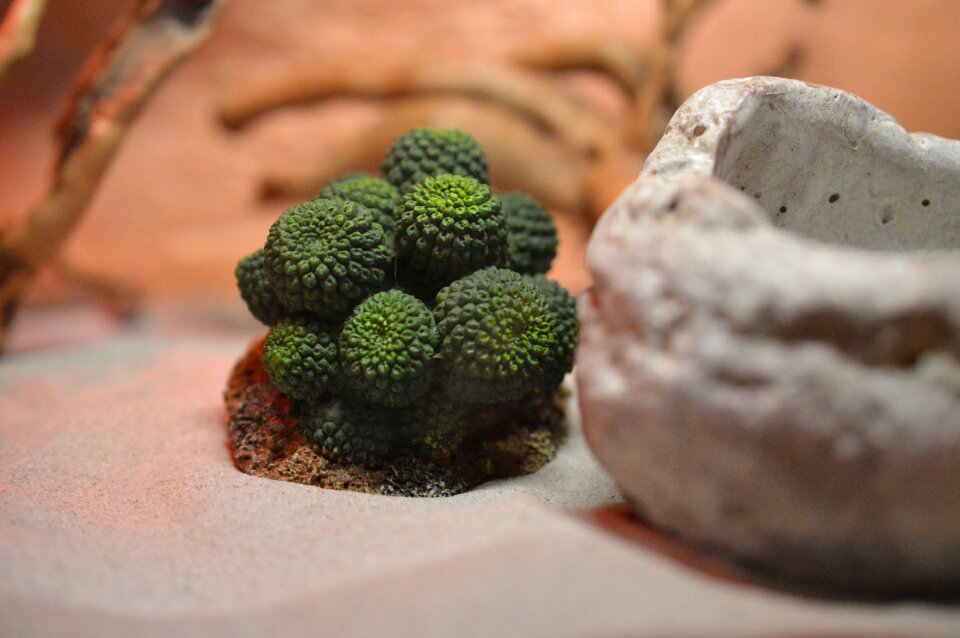 Desert green dry