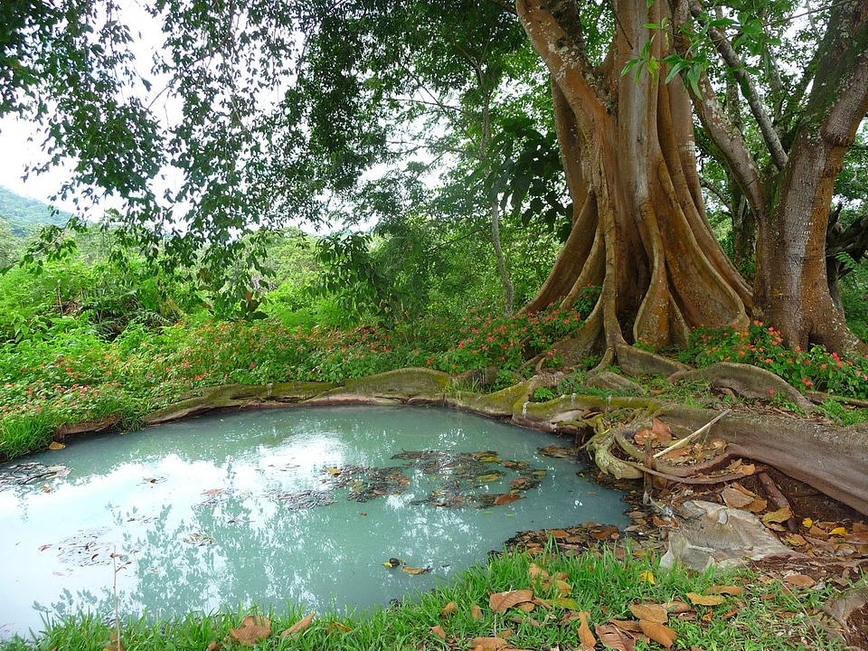 Cesspool water trees